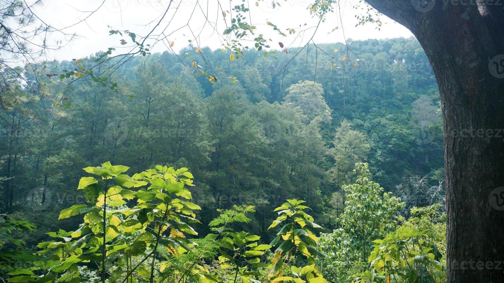 Landscape view of green forest at jungle in Indonesia. Natural exotic eco background. photo