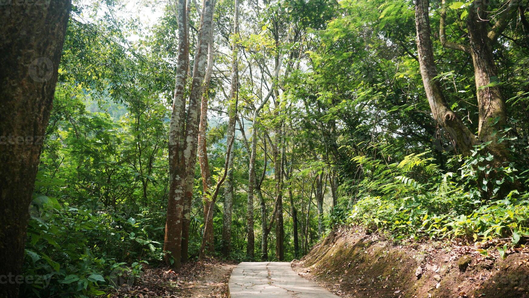 Trail in the rain forest of Taman Hutan Raya Bandung. Nature walkway. photo