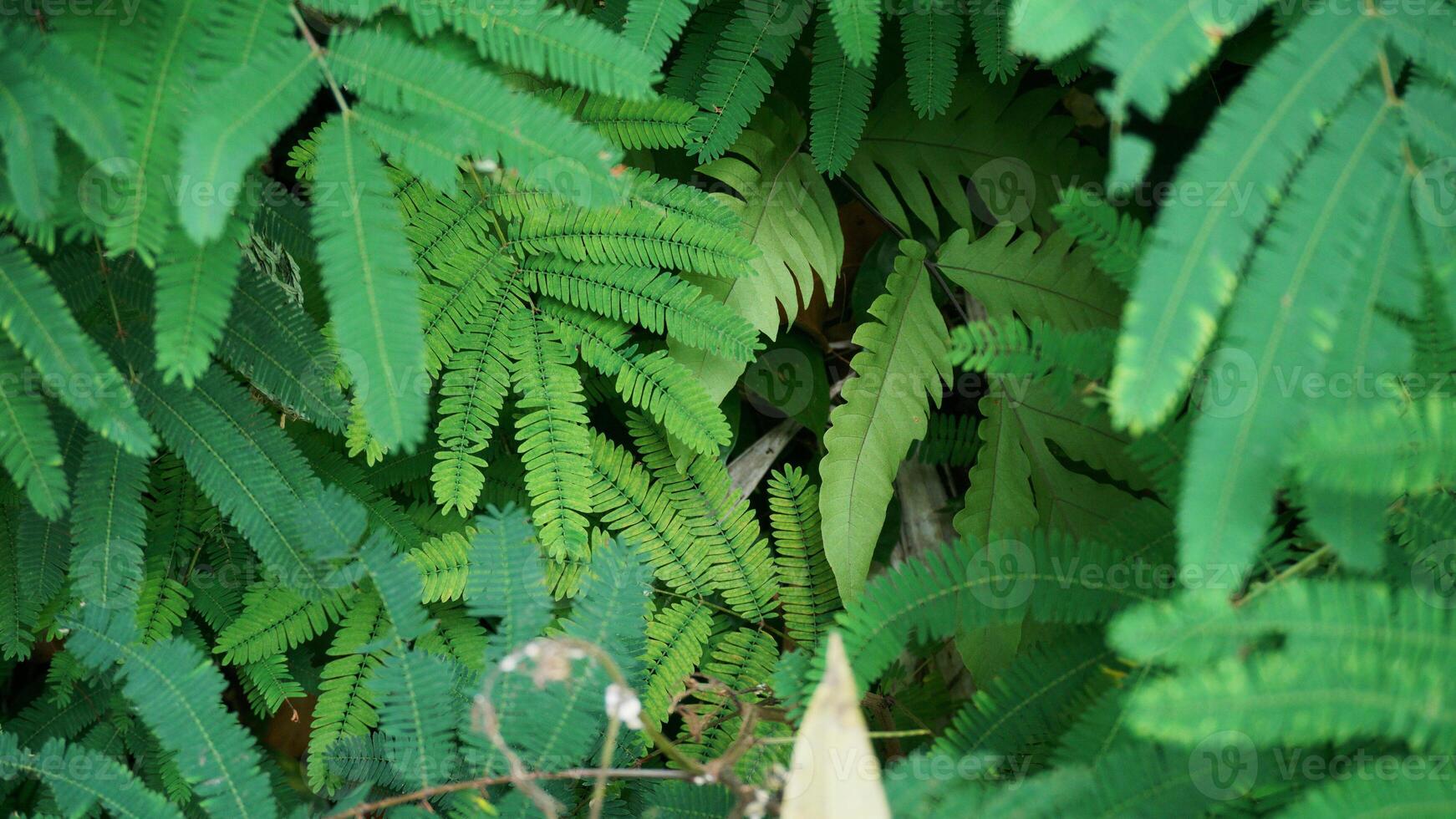 Fern leaves in the forest. Natural green background and texture. photo