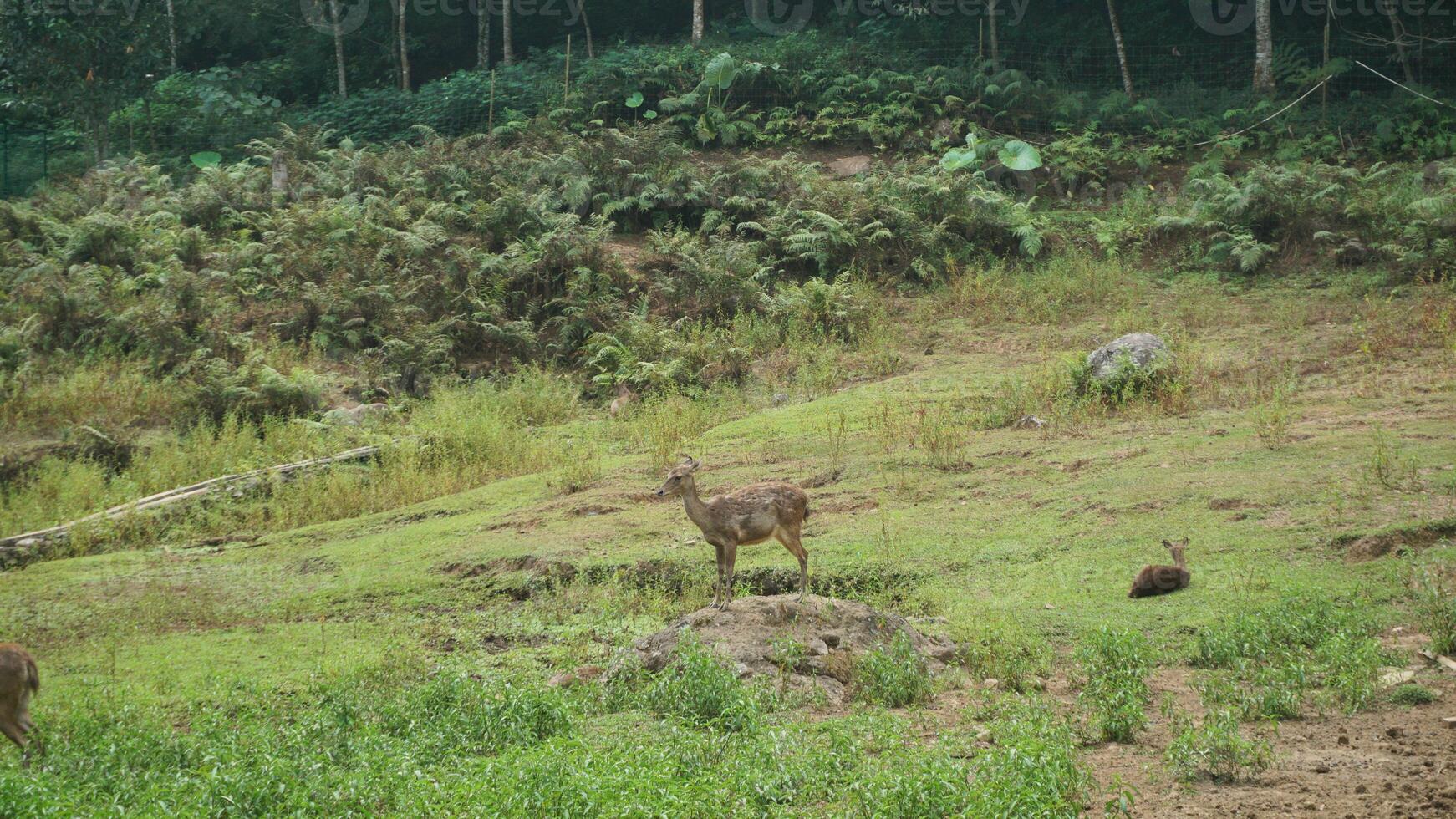 Deer standing on field in the forest background. photo