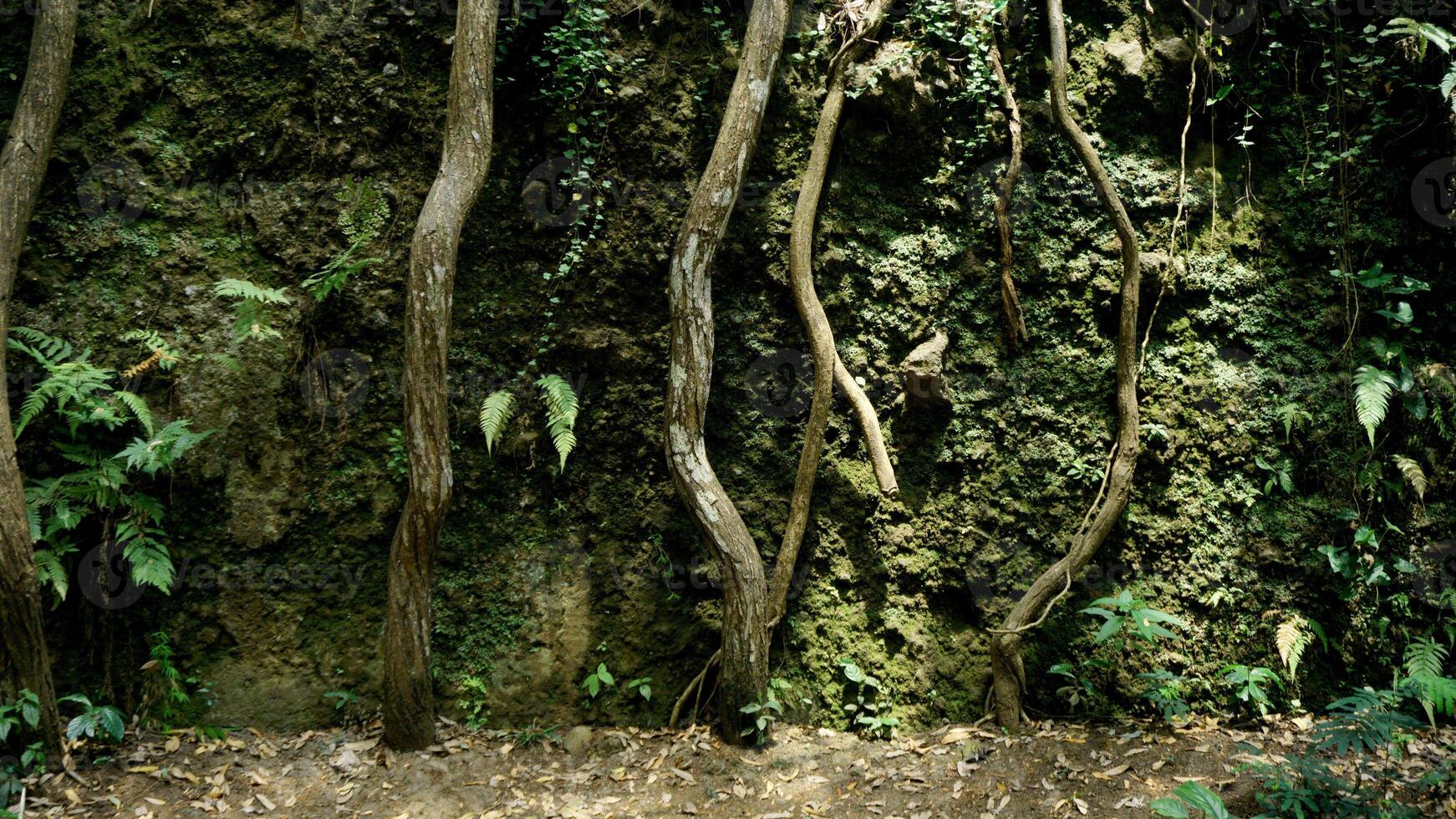 Roots of trees in the rainforest. Wall nature background. photo