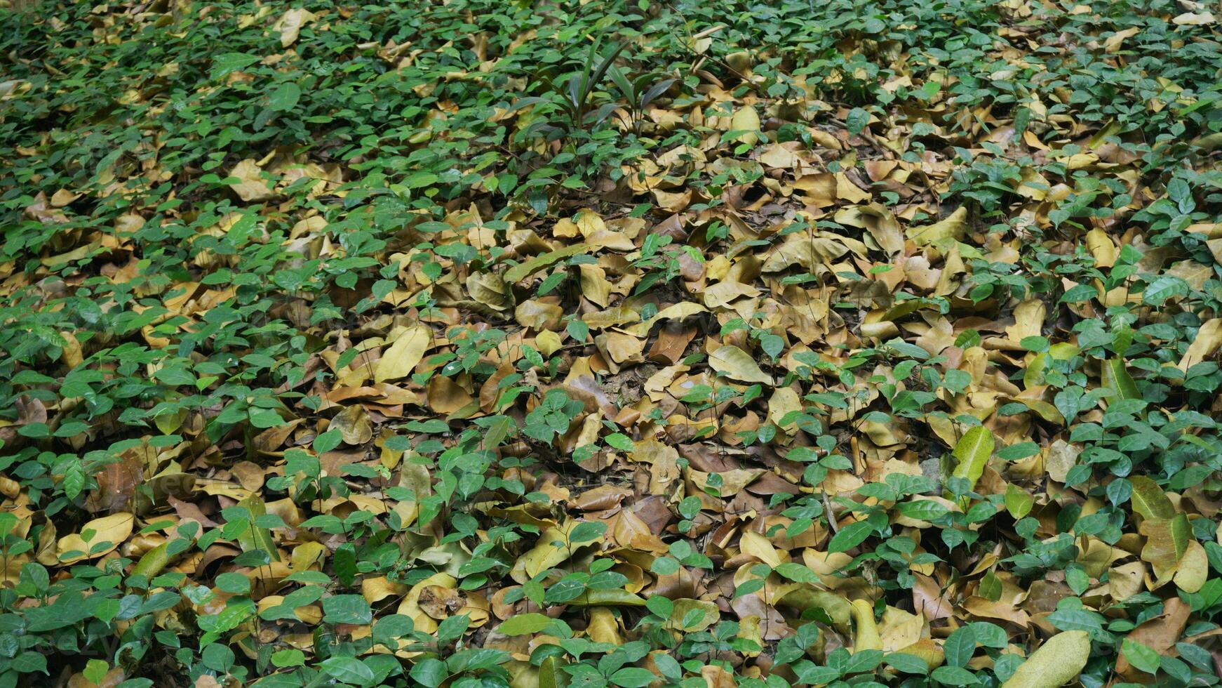 Fallen leaves on the ground in the forest. Natural background. photo