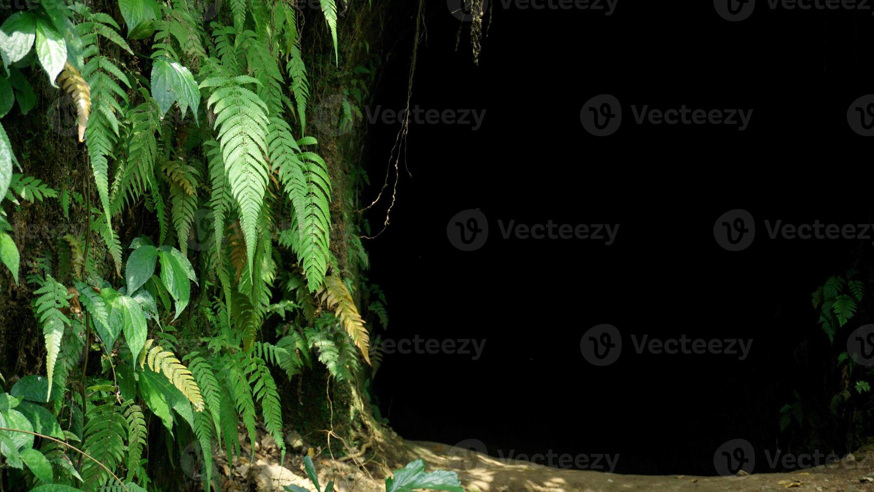 Green fern leaves on a black background in the rainforest. Tunnel in the jungle with green leaves. photo
