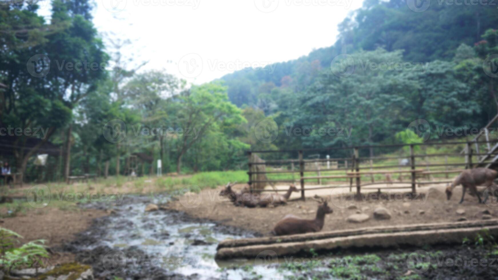 Blurred image of Herd of deer in a zoo with muddy ground and wooden cage. photo