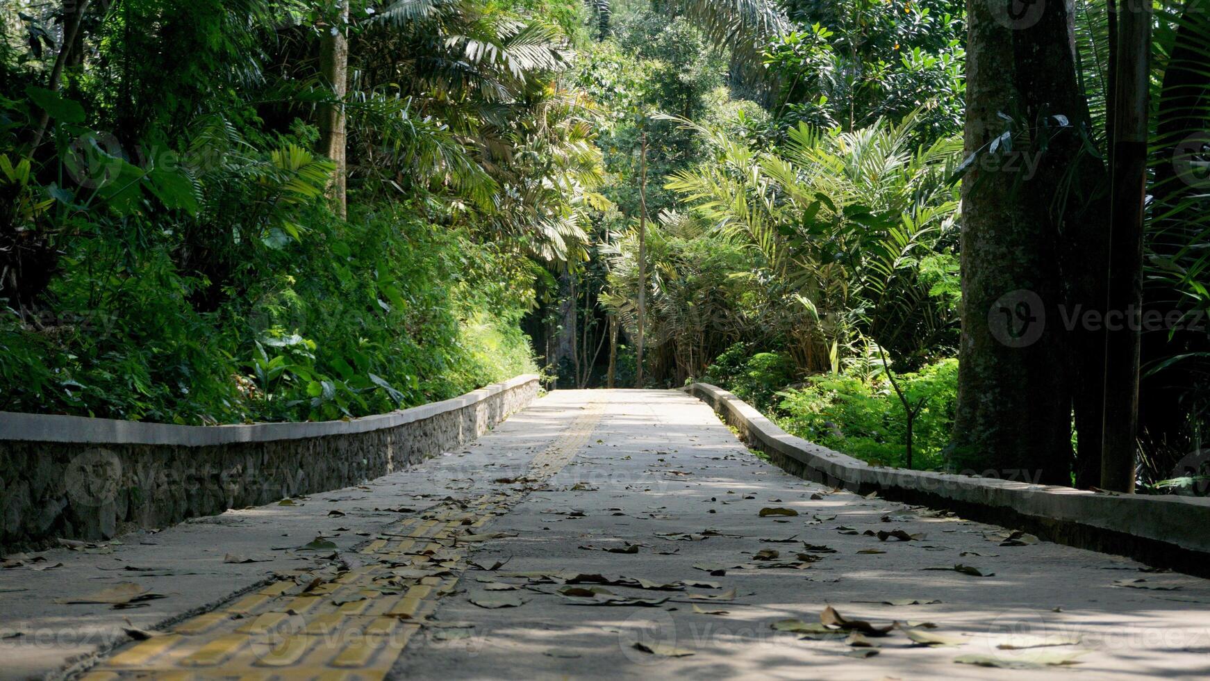 Concrete walkway in the jungle with green plants and trees in Indonesia. Nature travel. photo