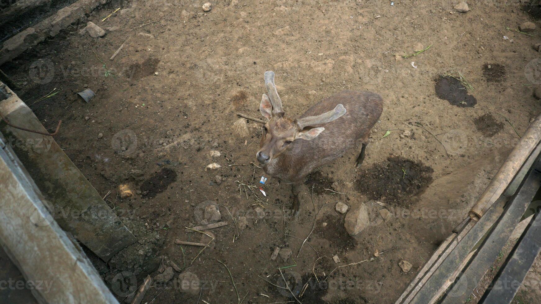Deer in a wooden cage at the zoo. Protected animal captivity. photo