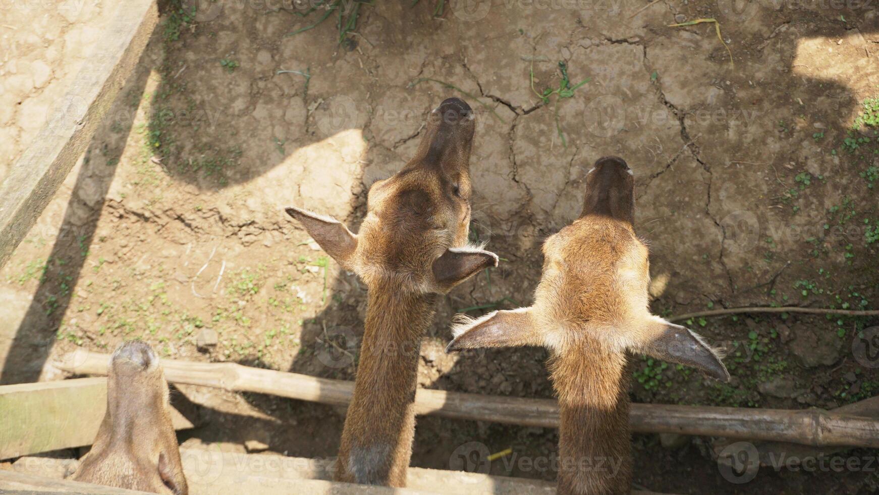 Top view deer head in the zoo with wooden cage. photo