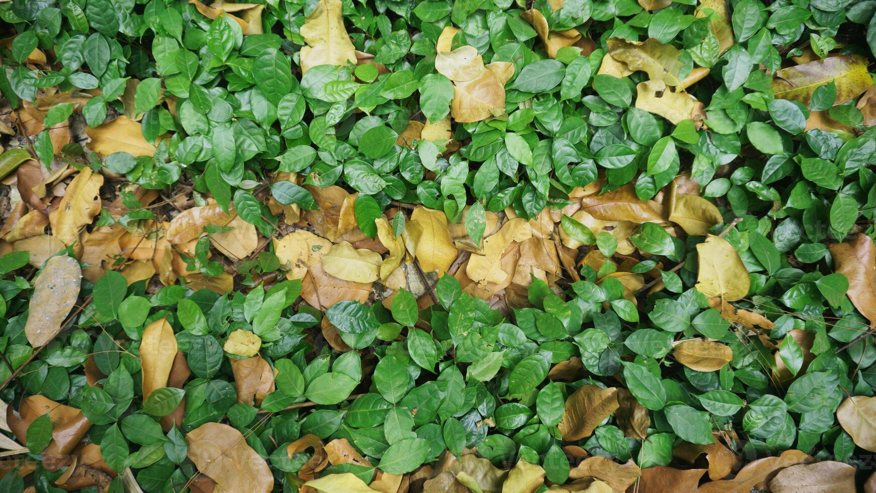 Green leaves on the ground in the garden with copy space for text. photo