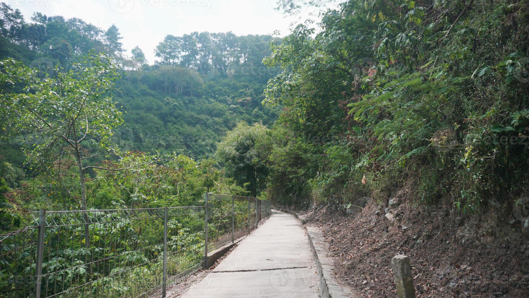 Hiking trail in the forest with concrete road. photo