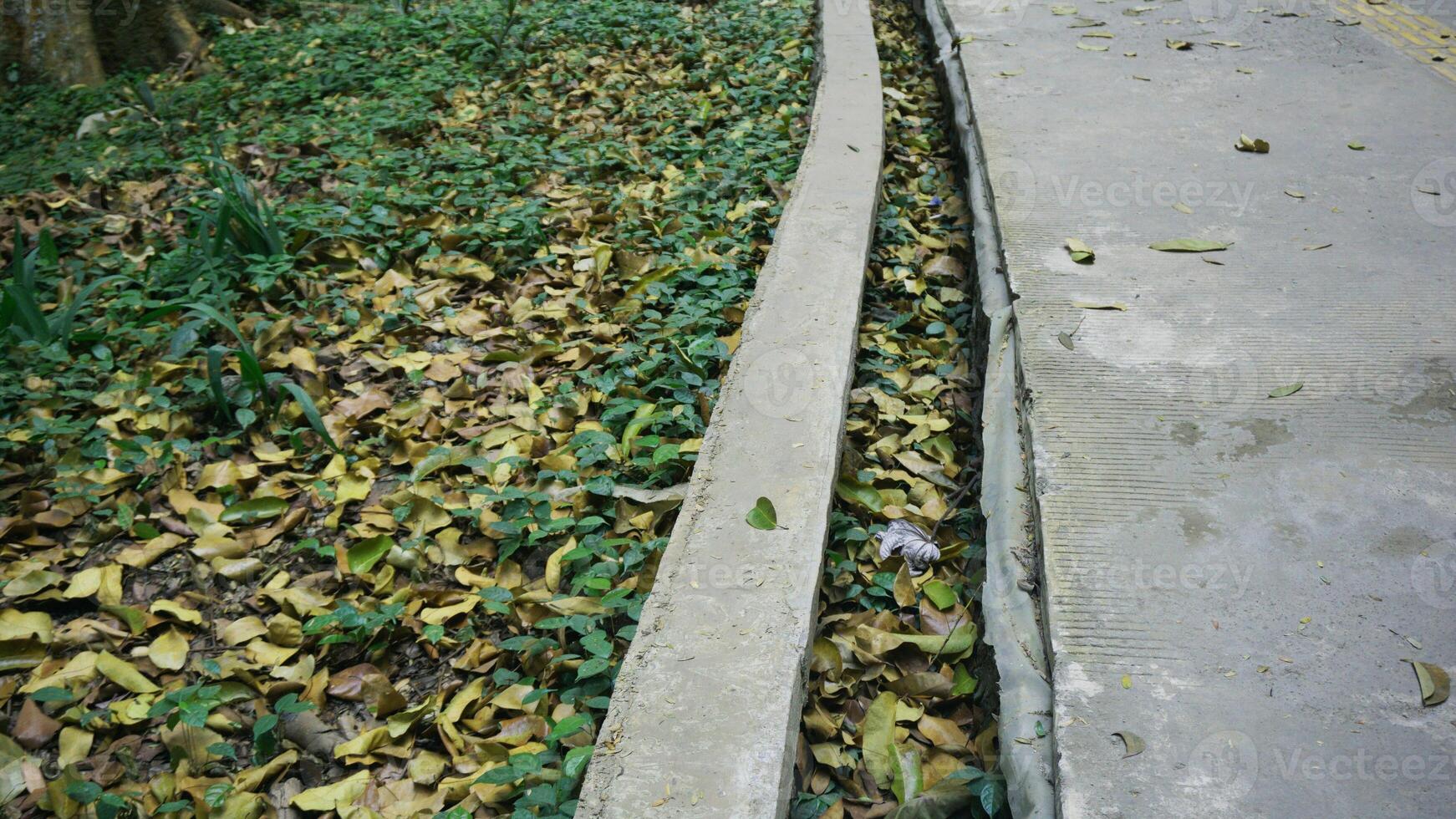 Fallen leaves on the concrete pathway in the park, Indonesia. photo