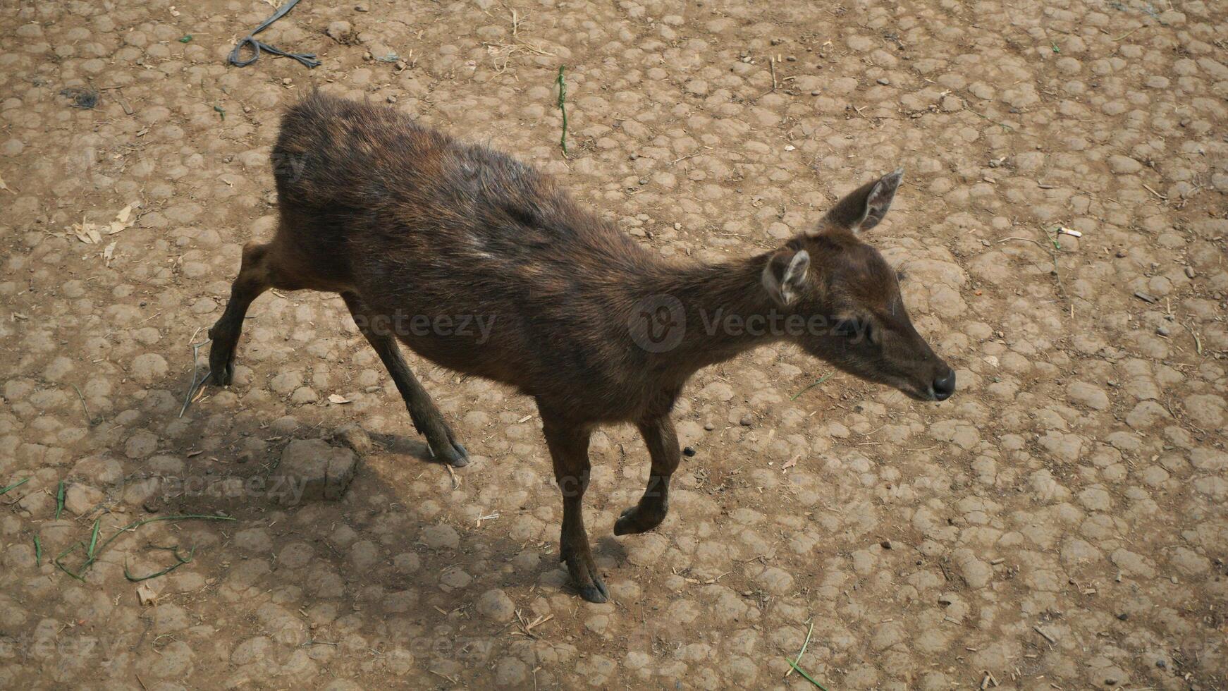 Sika deer Cervus nippon in the zoo. photo