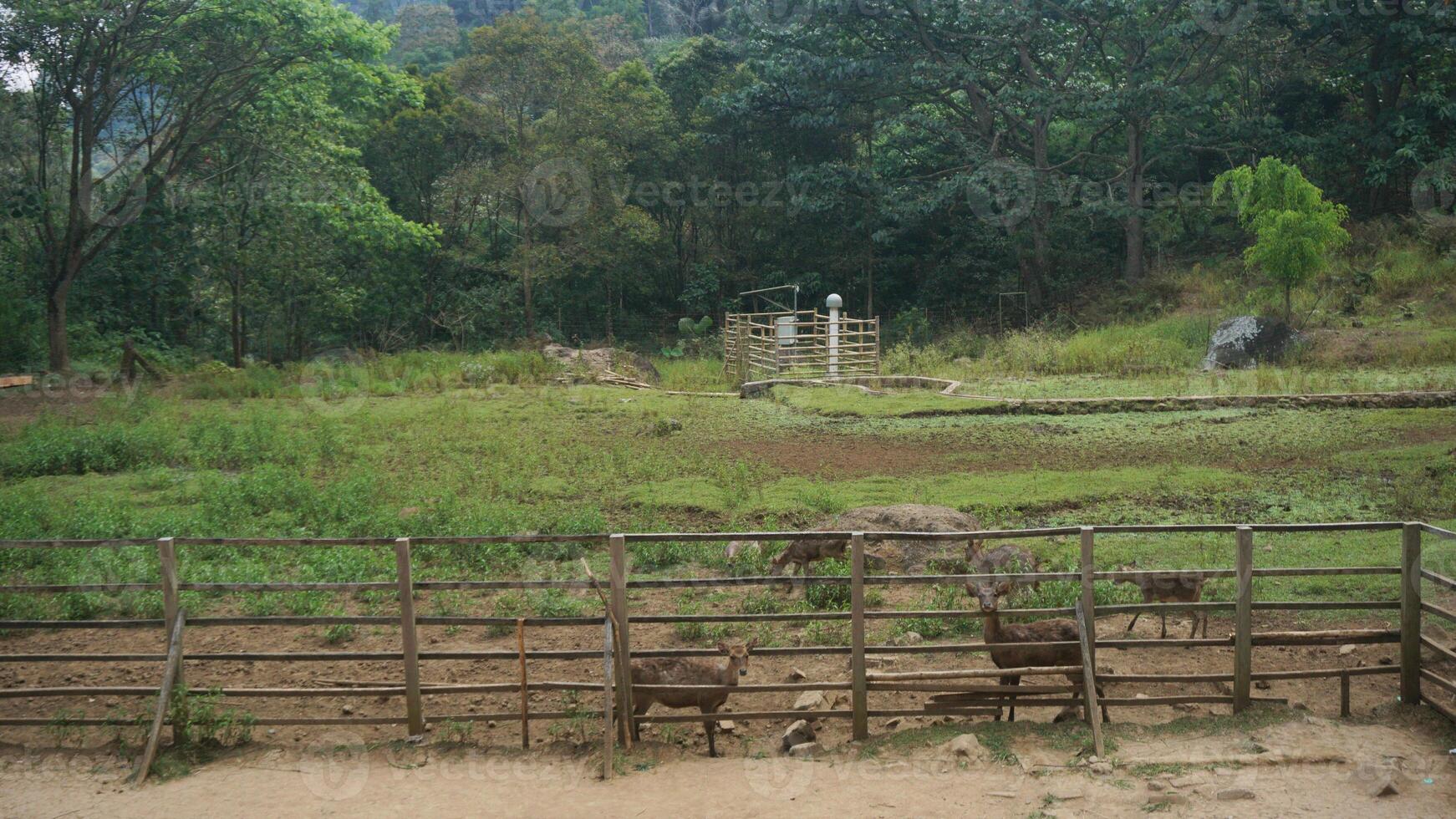 Deer in a wooden cage at the zoo. Protected animal captivity. photo