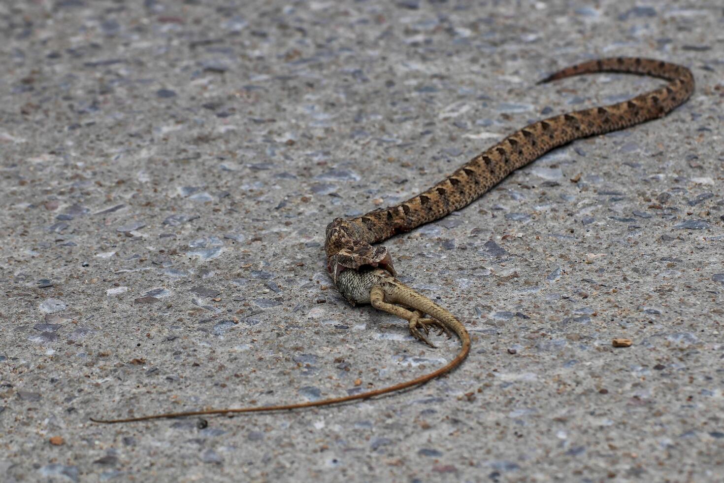 A snake is eating a lizard on the ground in the middle of the road. photo