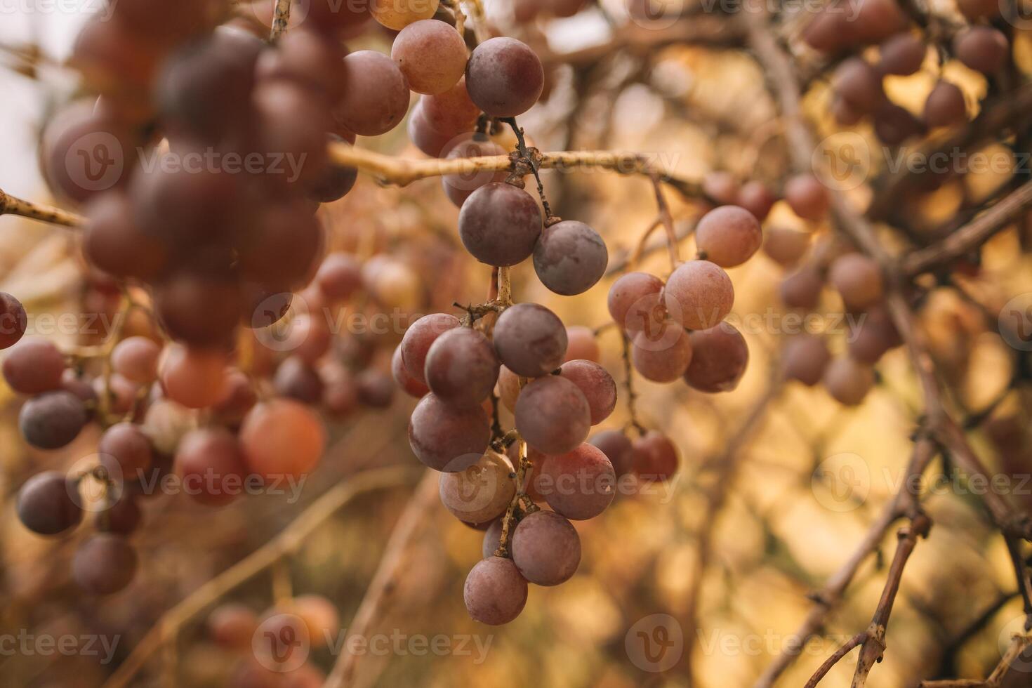 Vineyards at sunset in autumn harvest. Ripe red grape ready to harvest in fall photo