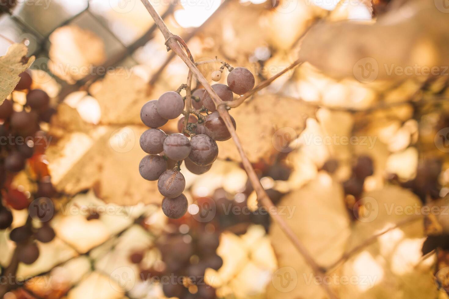Vineyards at sunset in autumn harvest. Ripe red grape ready to harvest in fall photo