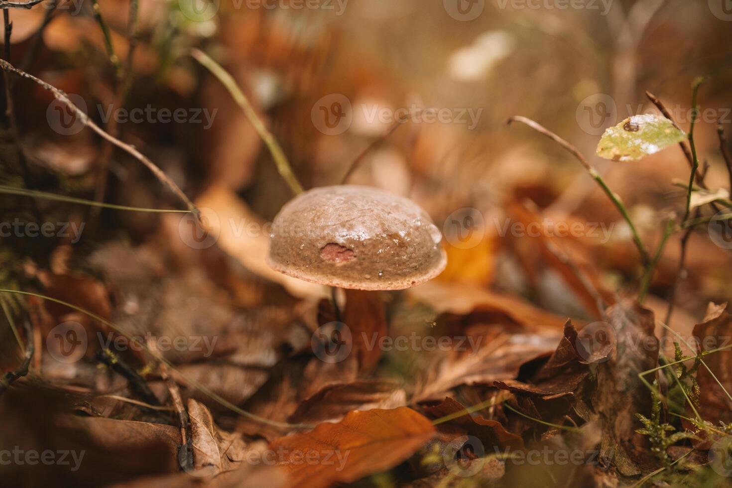 Cute mushroom under the autumn forest photo