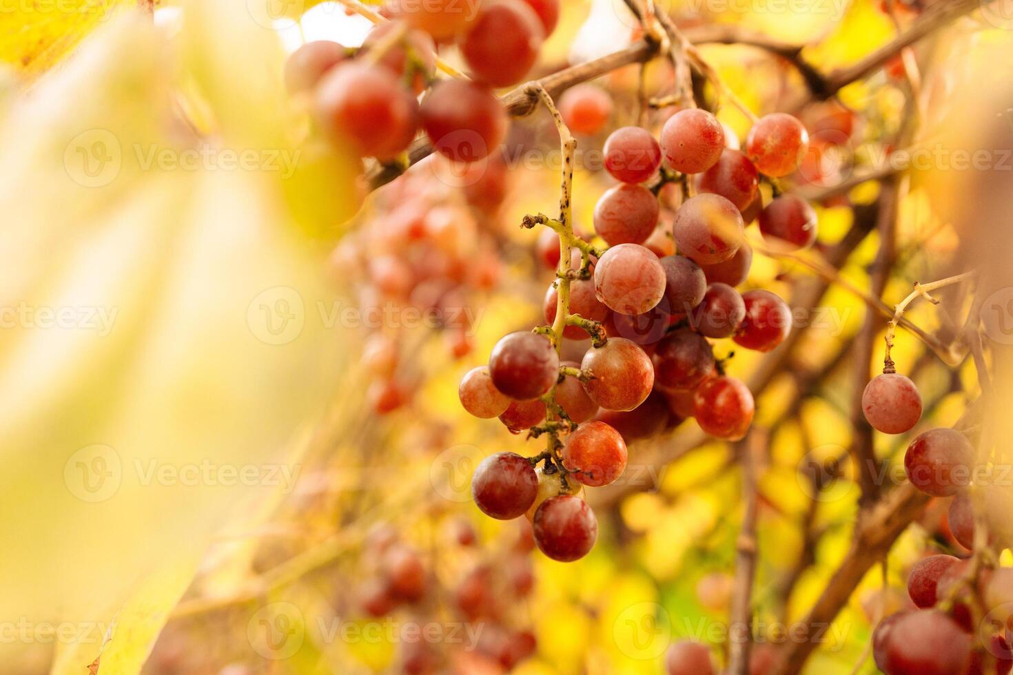 Vineyards at sunset in autumn harvest. Ripe red grape ready to harvest in fall photo