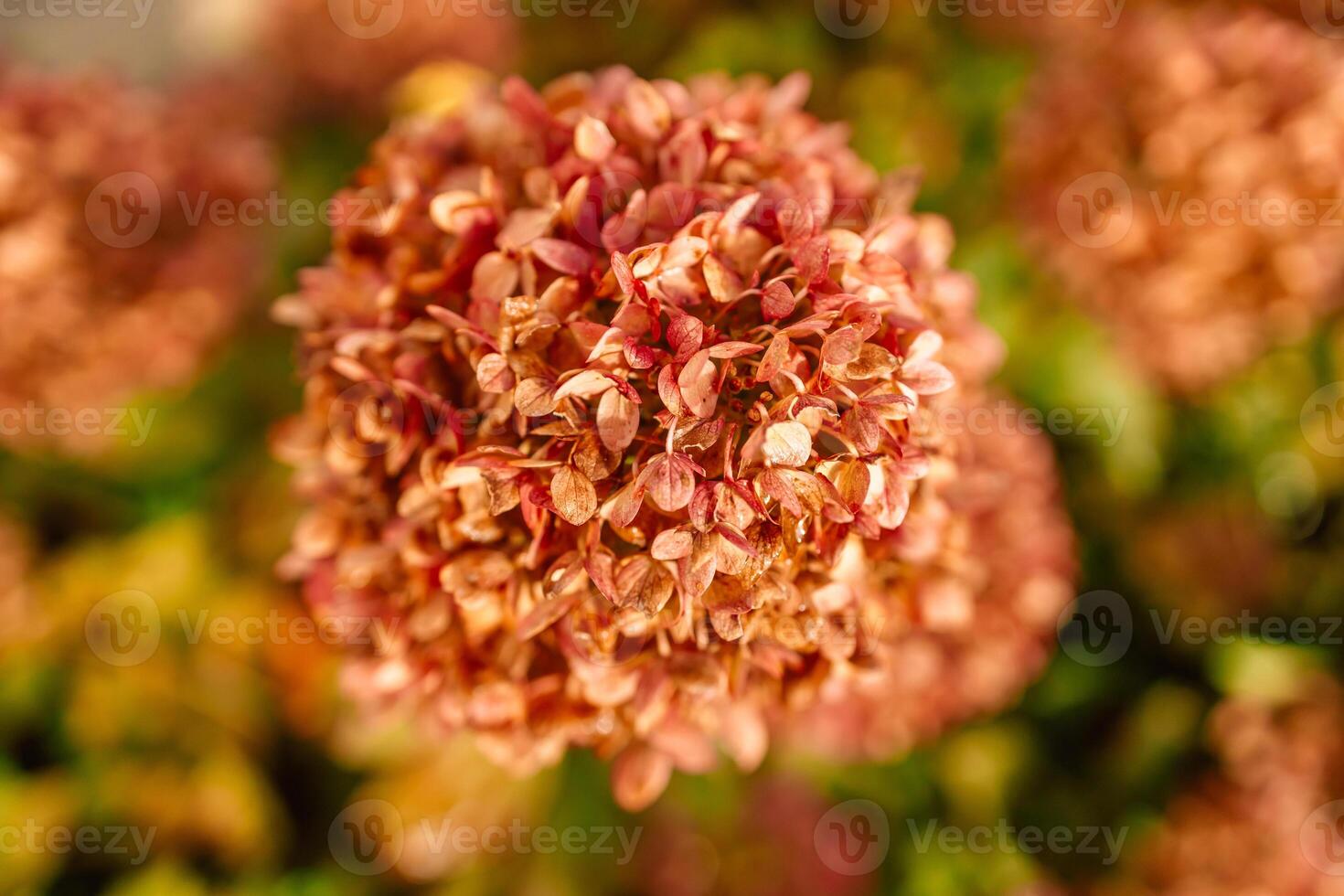 Dry hydrangea flowers close-up. Natural background. Floral texture, poster. Set the trend in champagne color. Selective focus photo