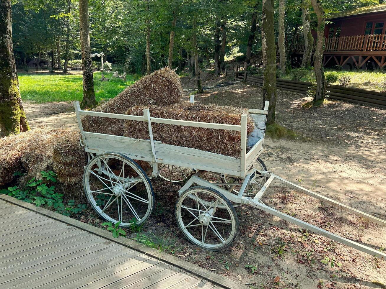 Small bales of dry hay .Harvesting hay for farm animals. photo