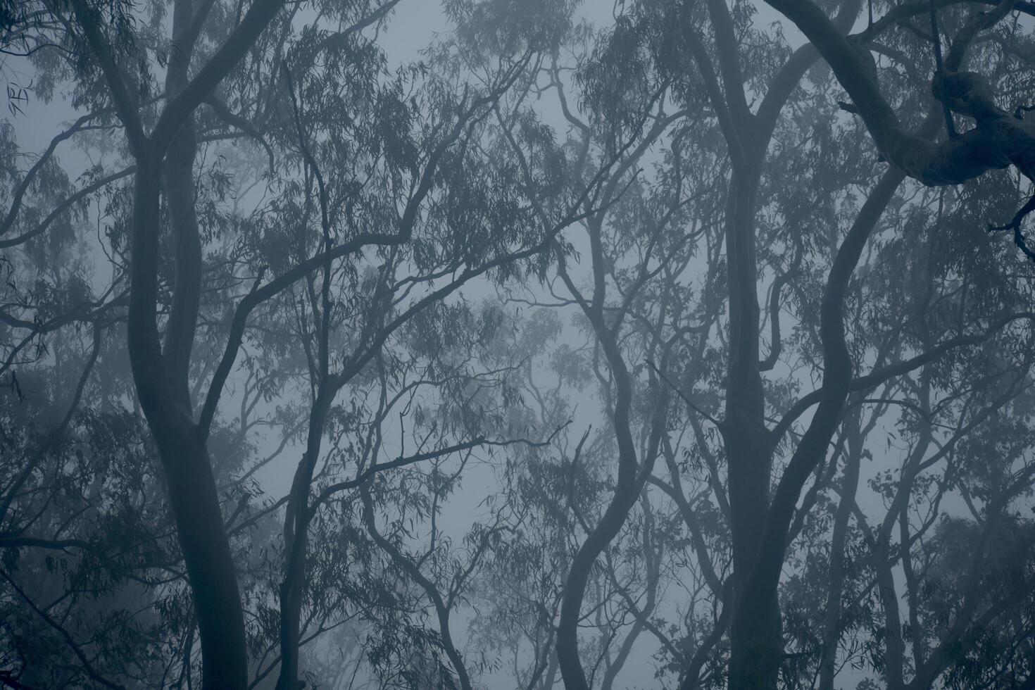 A foggy forest with trees and a bird flying photo