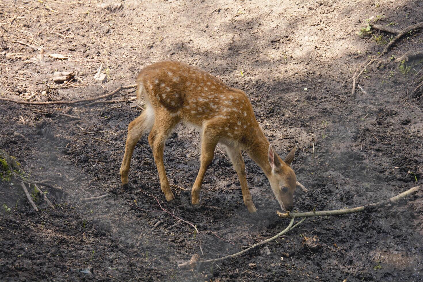 A small deer eating a branch on the ground photo