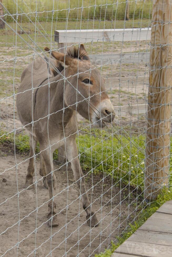 A donkey is standing behind a fence photo