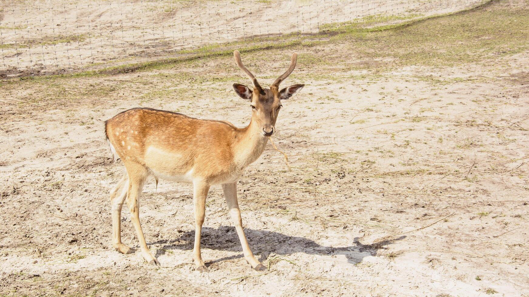 A deer standing in a field with a tree in the background photo