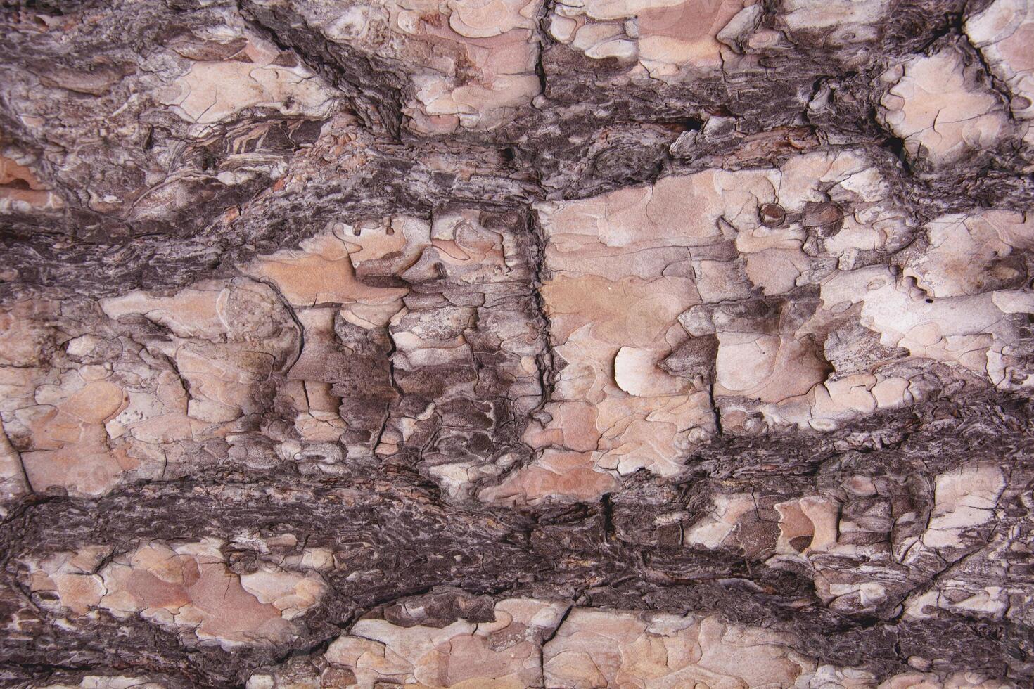 A close up of a tree bark with a pattern photo