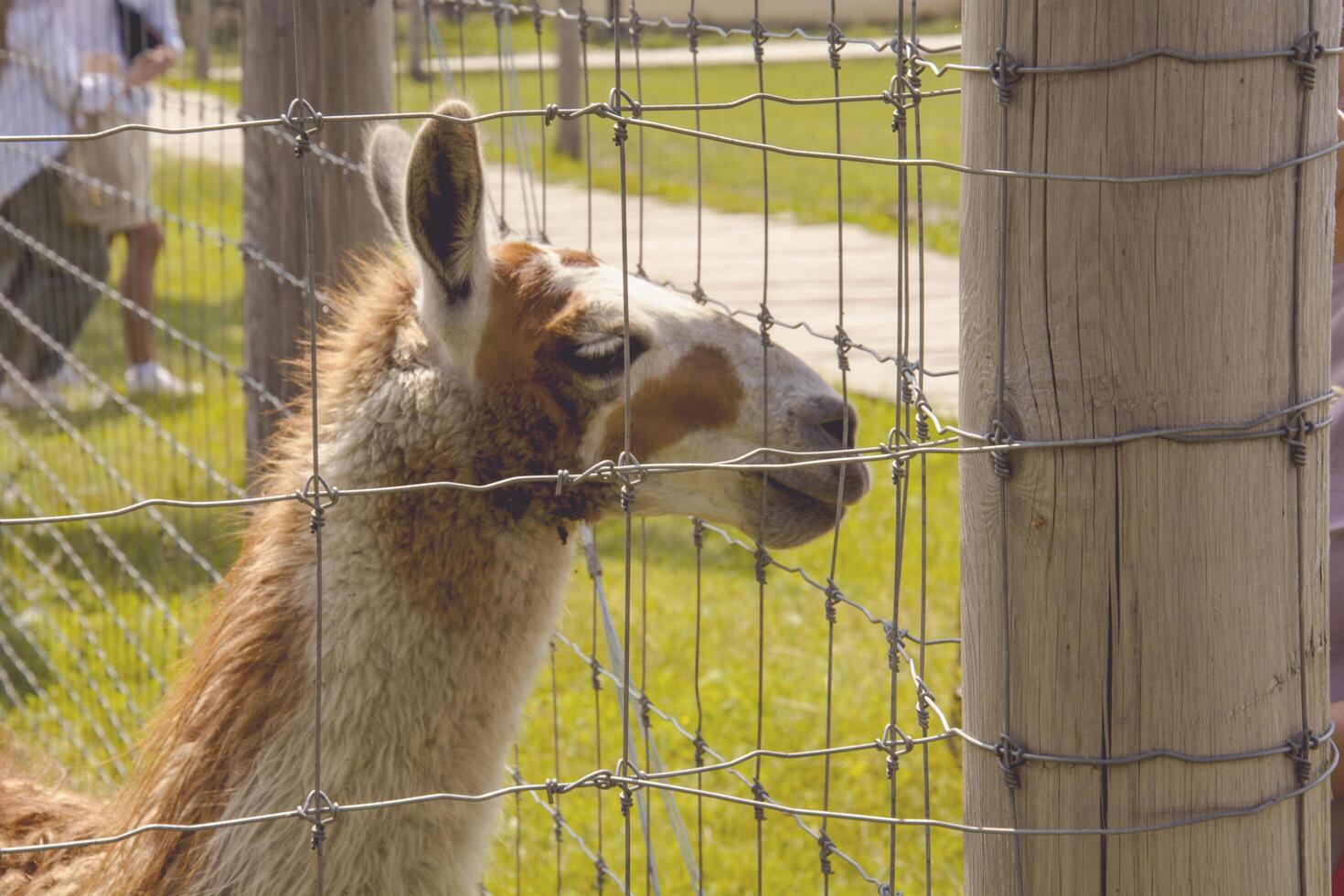 A llama is standing in a pen with a fence photo