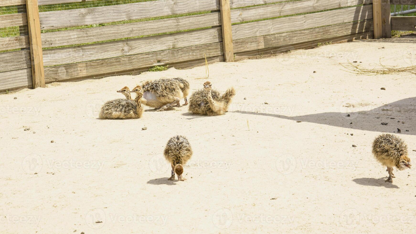 A group of birds in a zoo enclosure photo