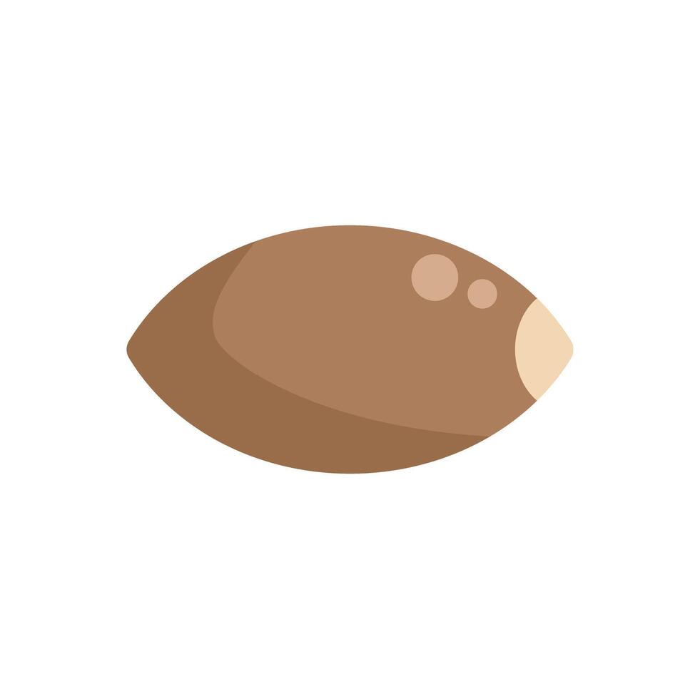 Whole sapodilla fruit showing seed inside icon vector