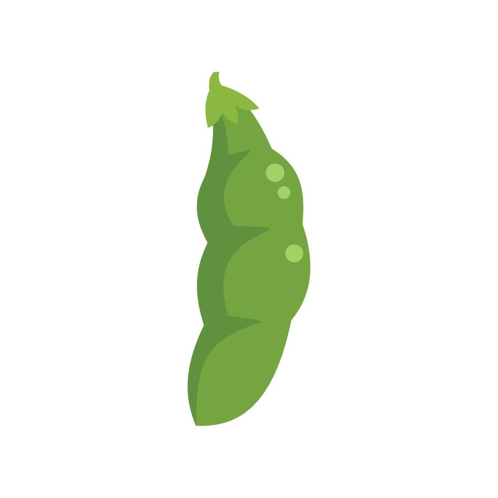 Green pea pod hanging from plant with seeds showing through skin vector