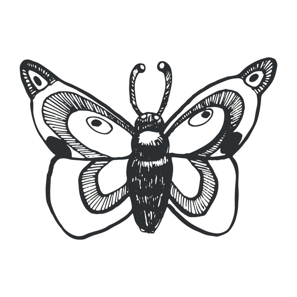 Moth, night butterfly, magic butterfly hand drawn with black ink on a white background. illustration. Suitable for Halloween decor, cards, invitations, printing on fabric and paper vector