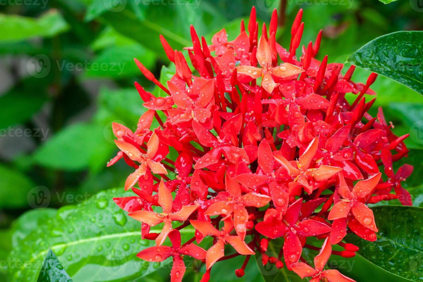 flower in garden natural outdoor photo