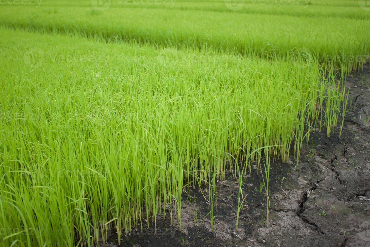 The thai farm view countryside Thailand view photo