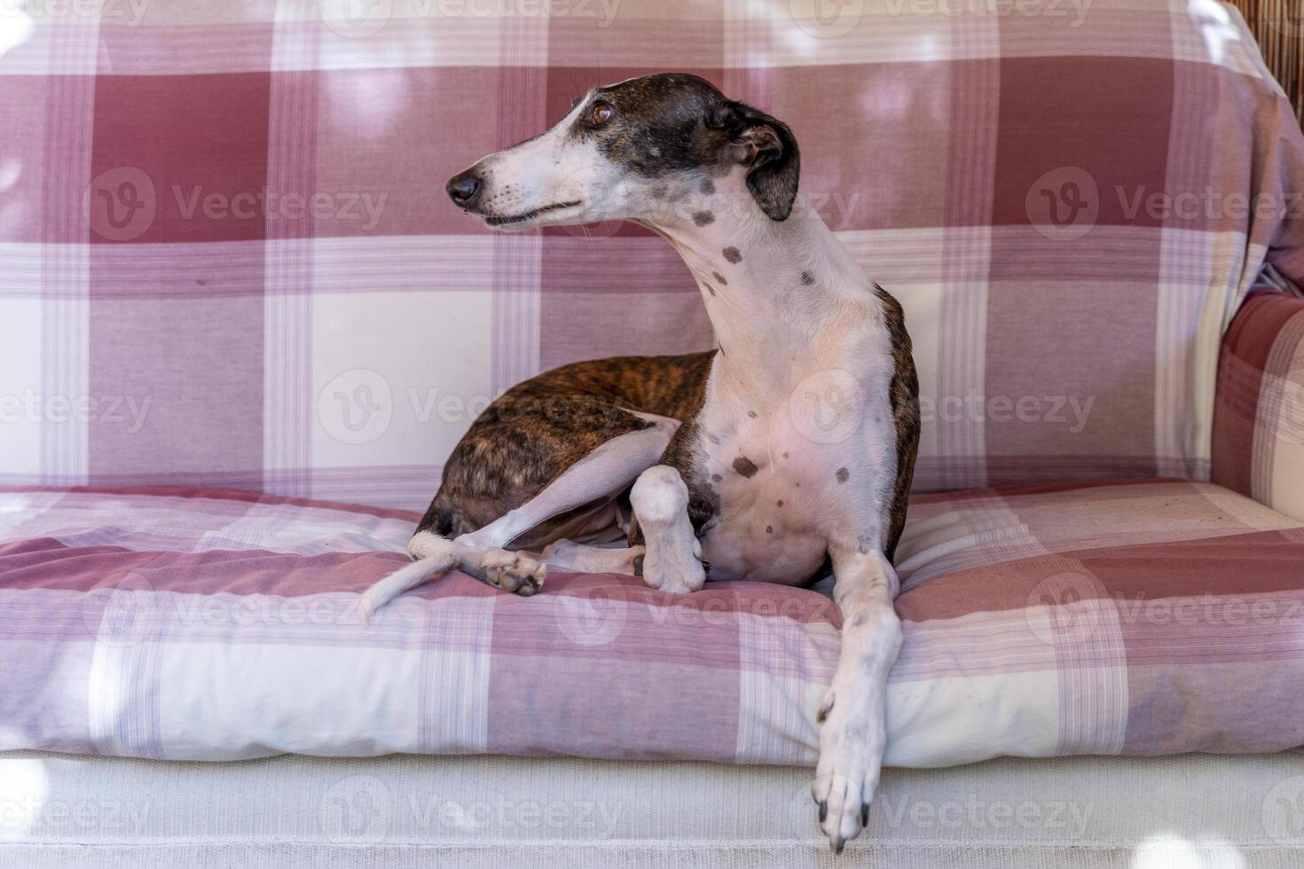 portrait of young hunting dog while relaxing lying on the sofa photo