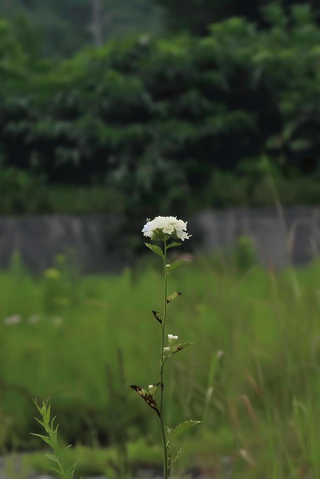 A single white flower is standing in the middle of a field photo
