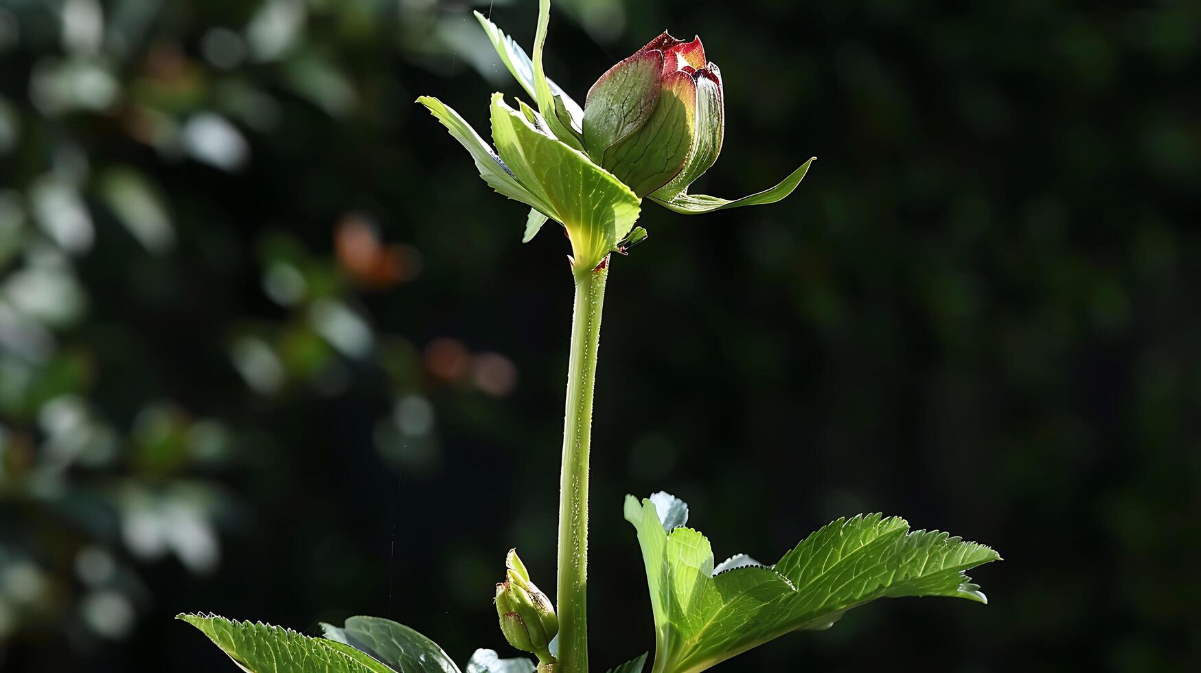 a single red rose bud on a stem photo