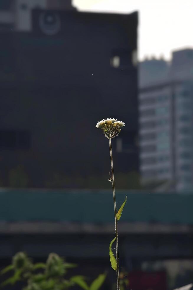 A lone flower in front of a city skyline photo