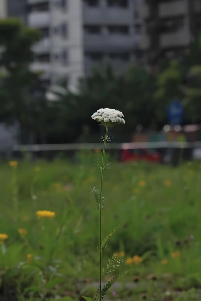 a lone white flower in a grassy field photo