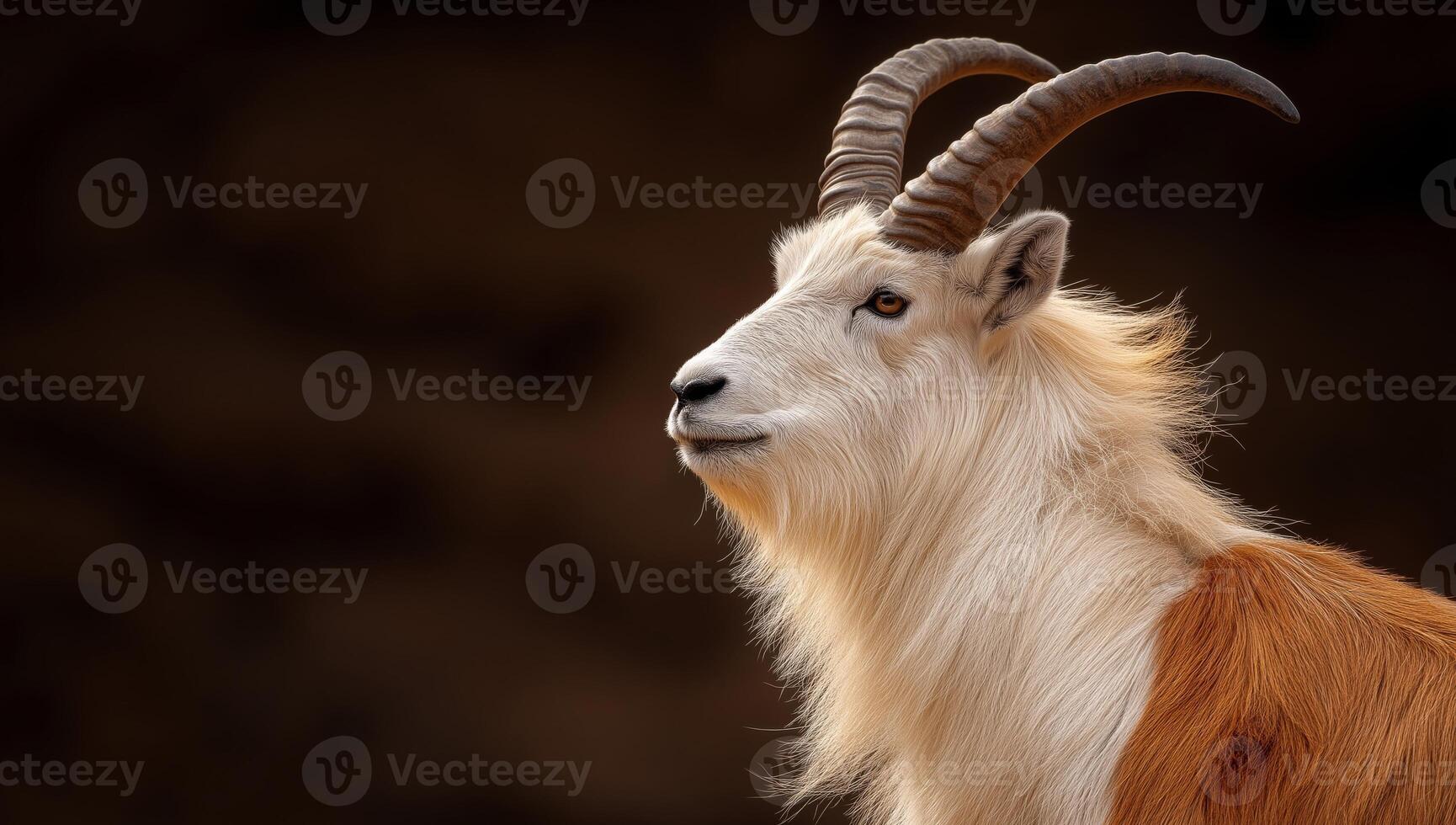 A goat with long horns standing in front of a dark background photo