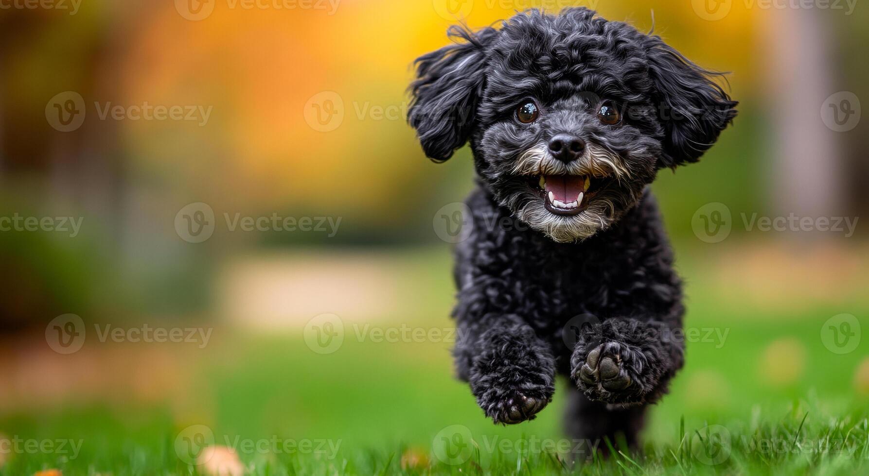 A black poodle is running on a green grassy field. The dog is happy and energetic, with its tongue hanging out. The scene is lively and joyful, capturing the essence of a playful and active dog photo