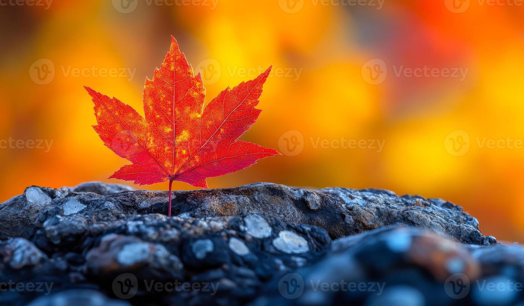 A leaf is on a rock with a background of orange and yellow colors. The leaf is red and it is the only thing in the image photo