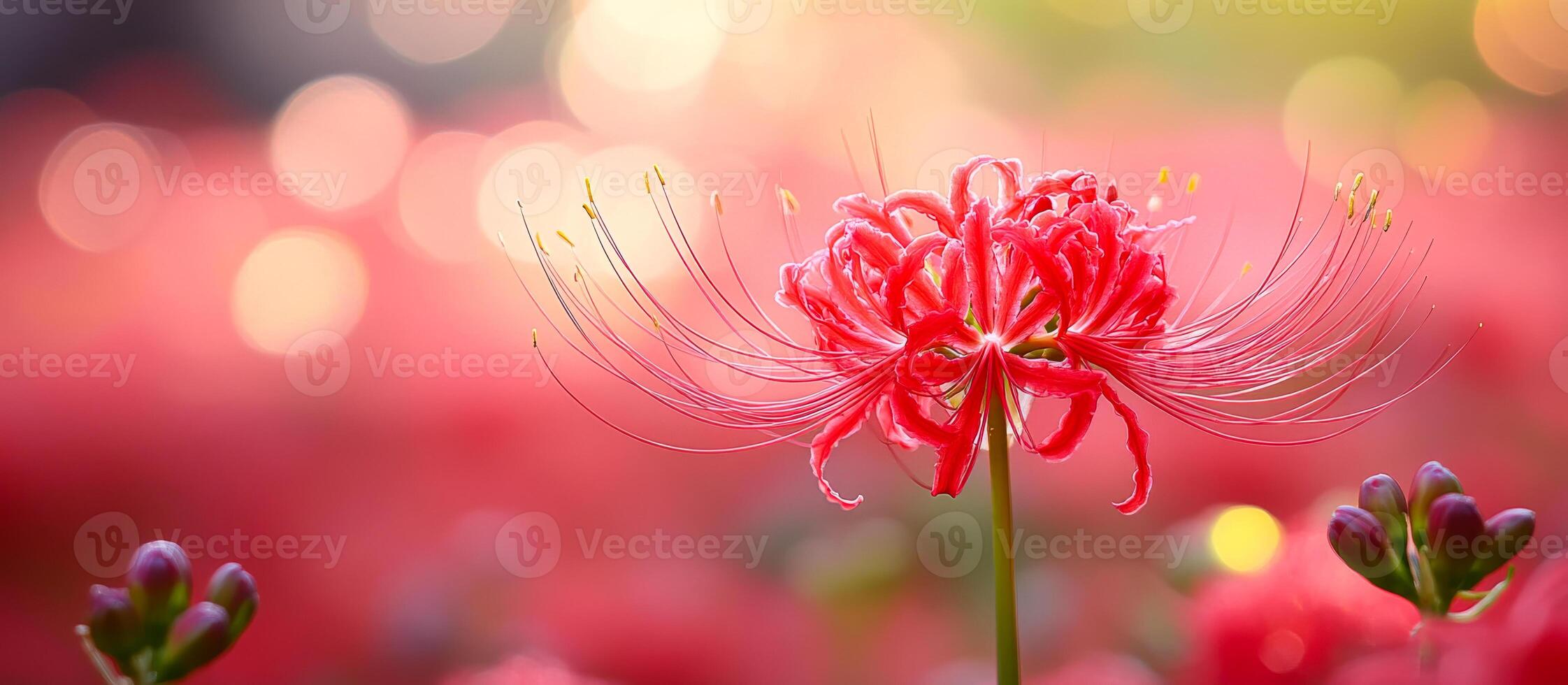 A vibrant red spider lily stands tall in a lush garden, surrounded by soft sunlight and a blur of colorful blooms. photo