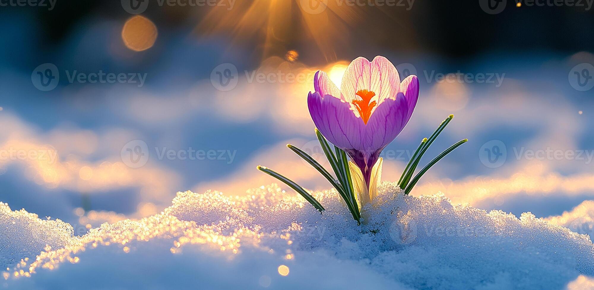 Crocus blooms in early spring snow. A vibrant purple crocus emerges from the snow, illuminated by soft sunlight in a winter landscape, signaling the arrival of spring. photo