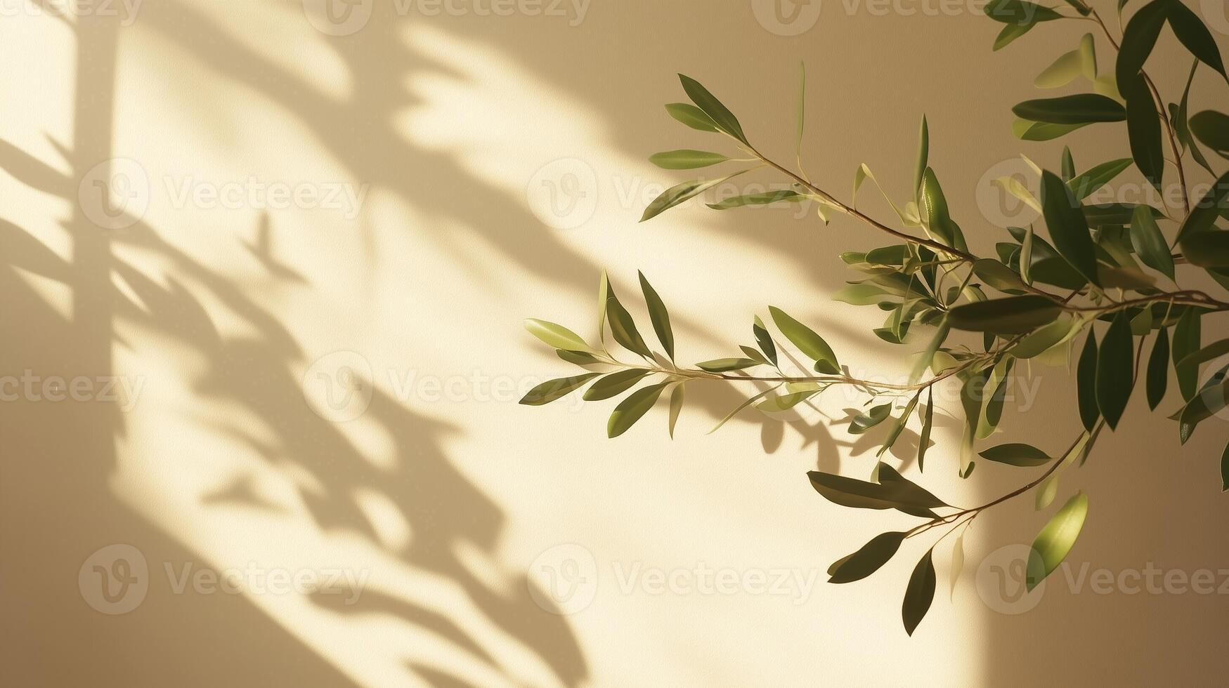 Blank wall building with shadow sunlight light from window and plant copy space background photo