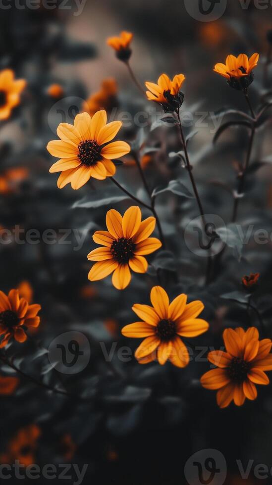 Captivating yellow flower dramatic photo effect dark deep blurred background portrait style