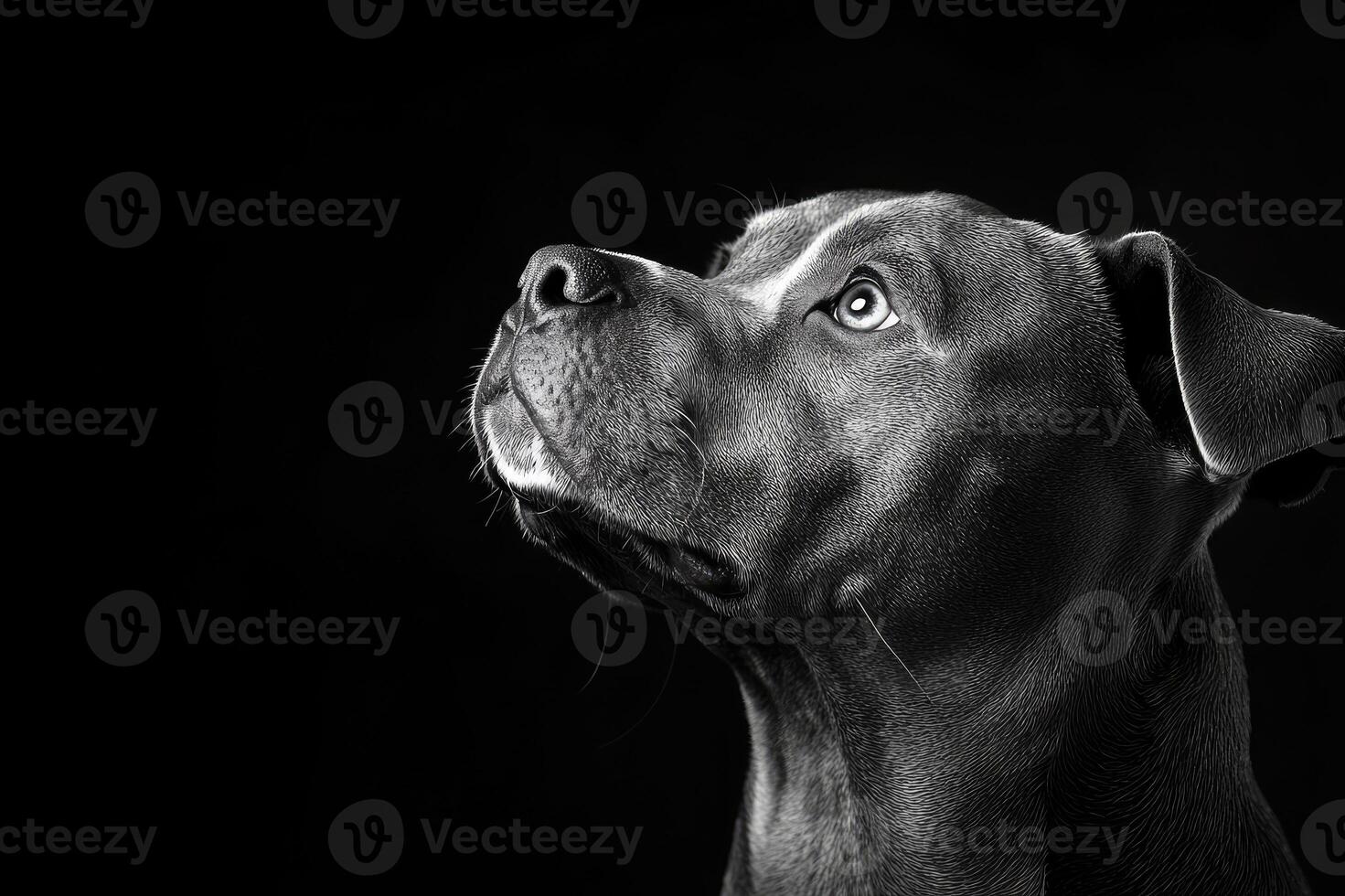 Beautiful pitbull dog looking up with hope on black background photo