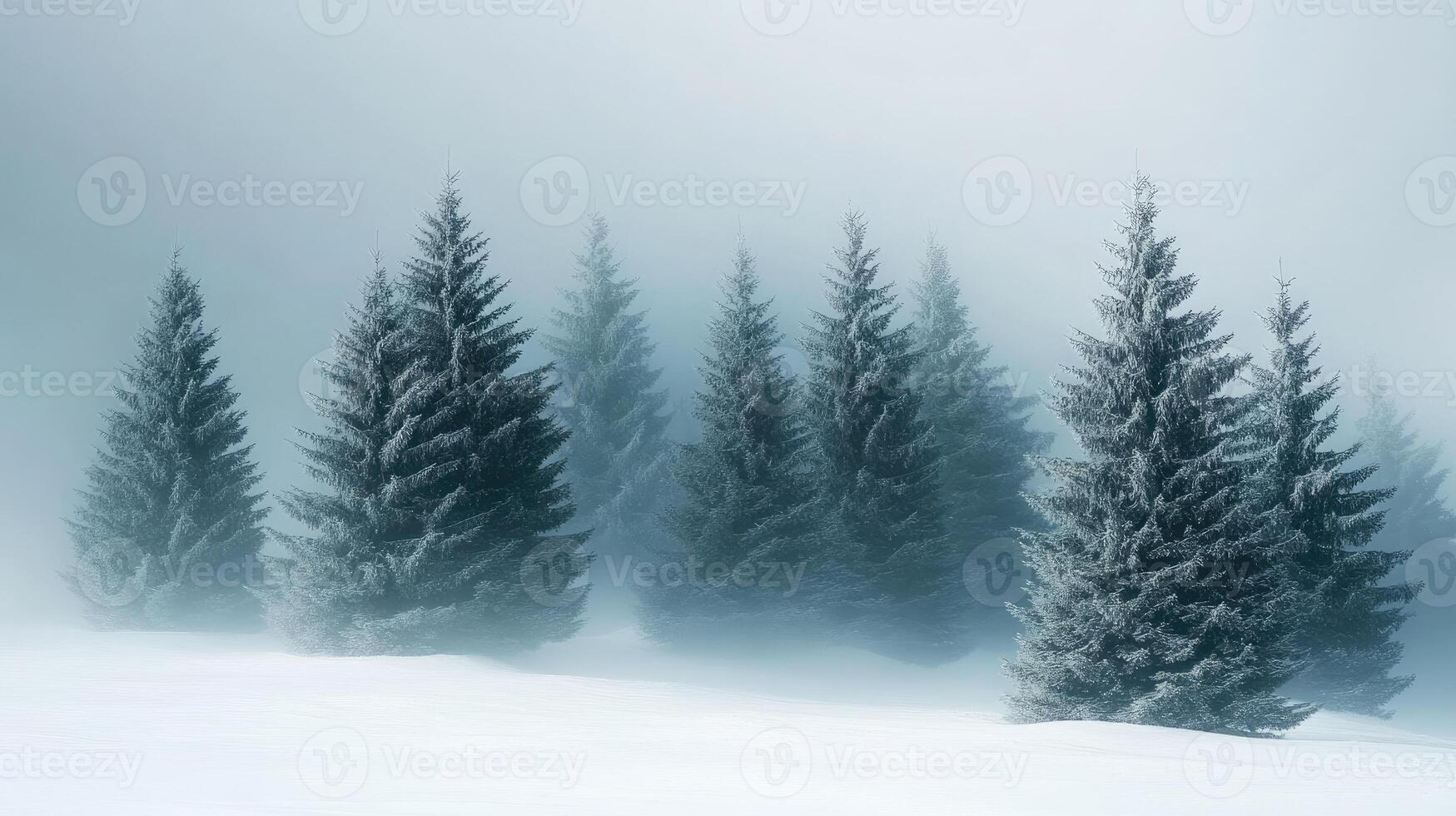 Evergreen pine trees standing in fog on snowy mountainside photo