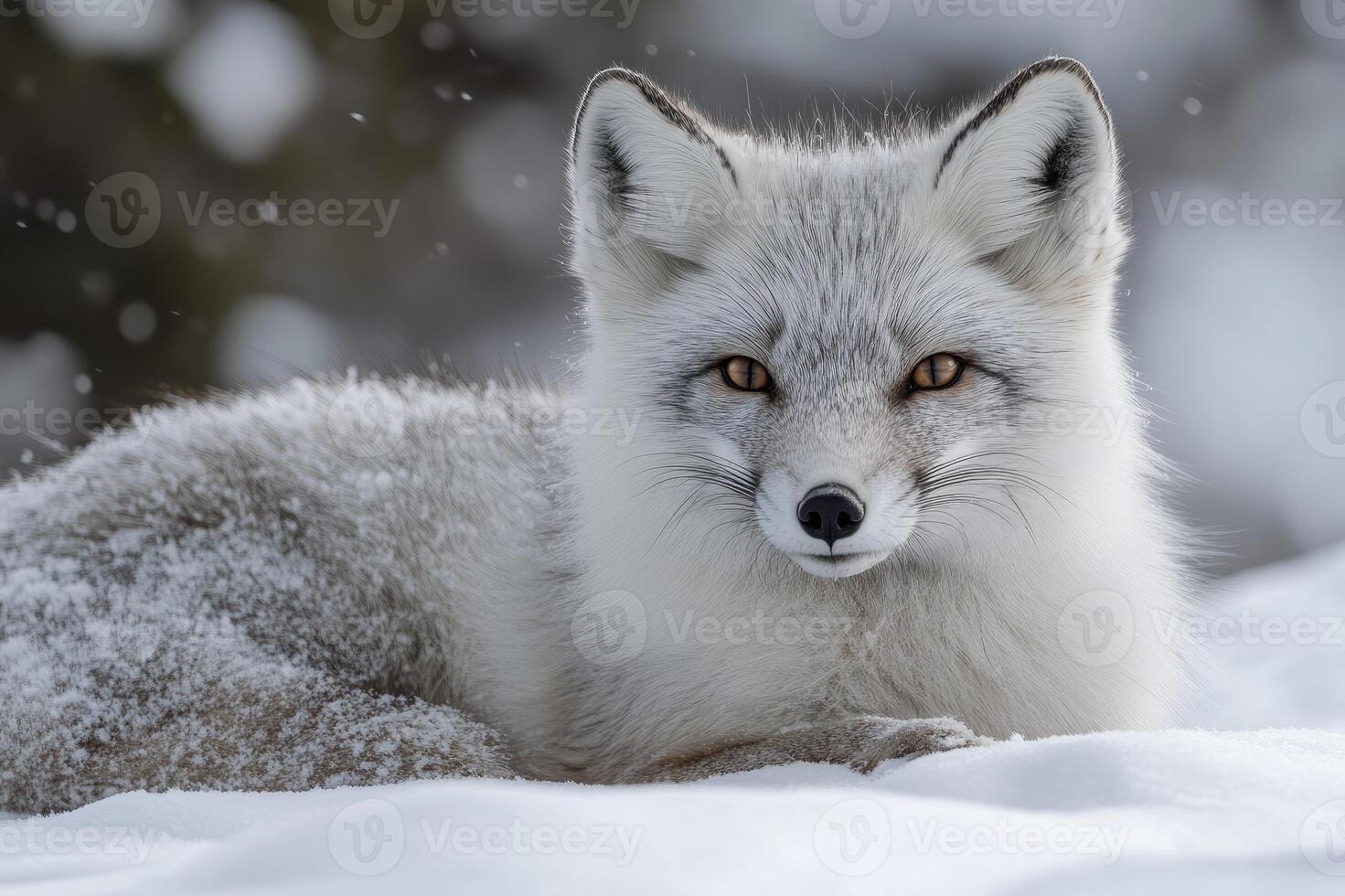 Beautiful arctic fox relaxing on snow during winter photo